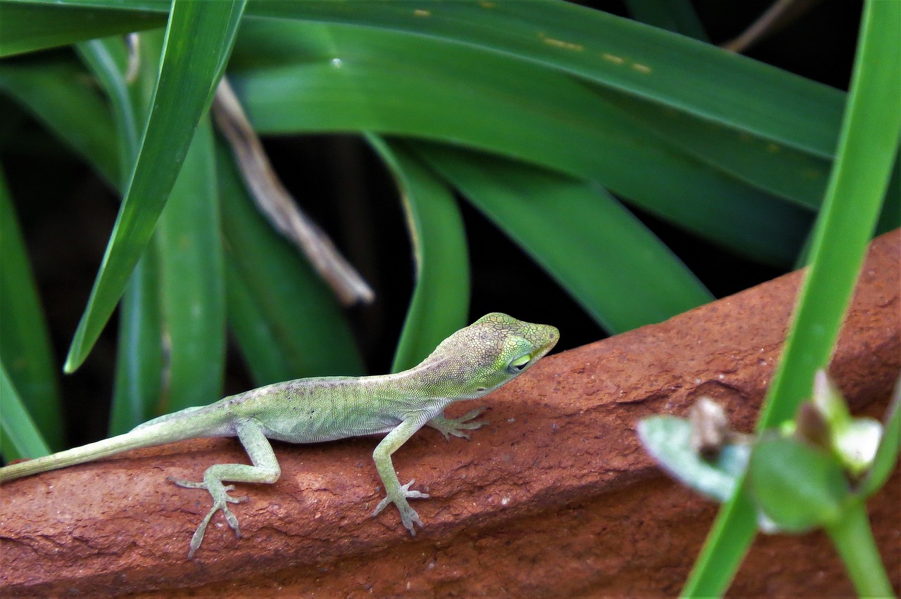 Image - reptile lizard tiny green wildlife