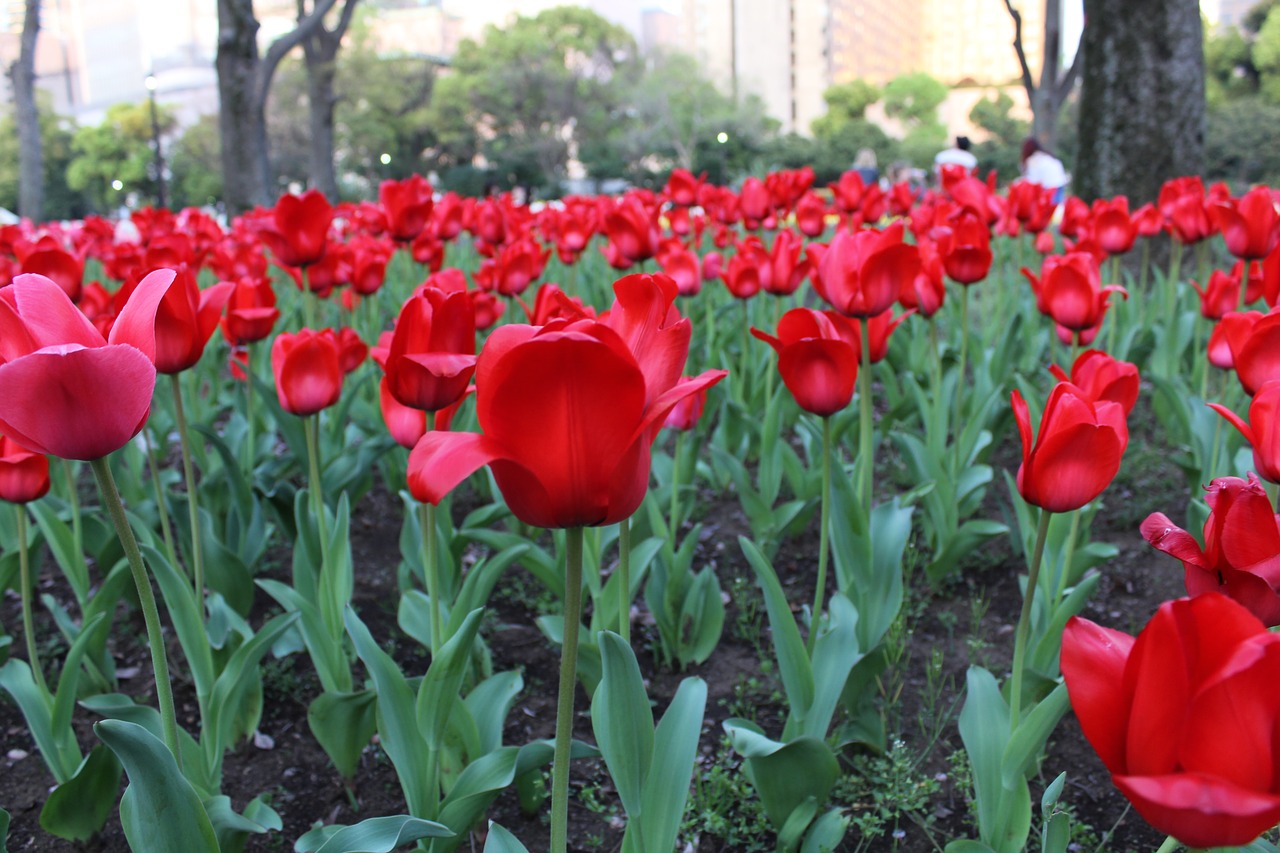 Image - tulip flowers park tokyo