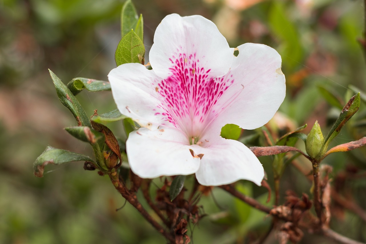 Image - flower white white flower nature