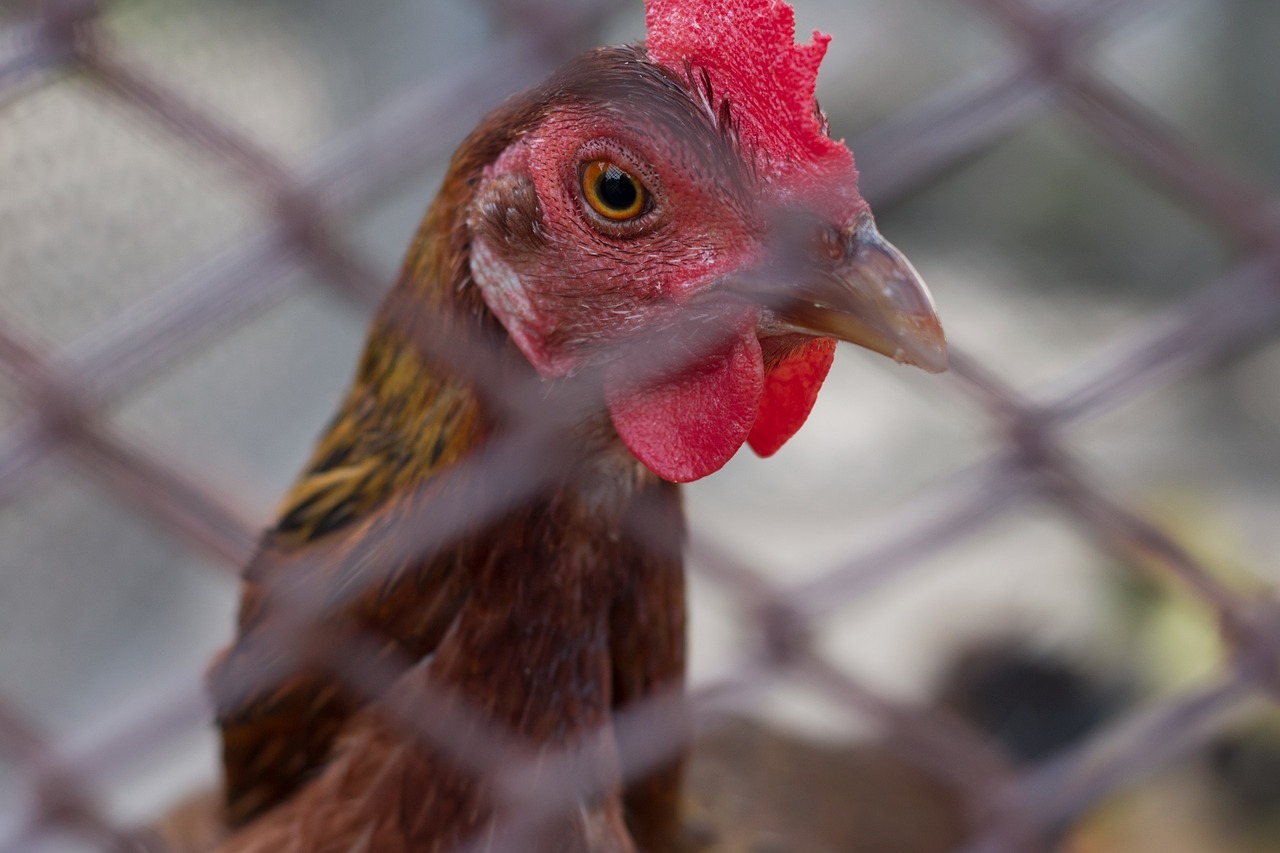 Image - hen animal farm domestic fowl