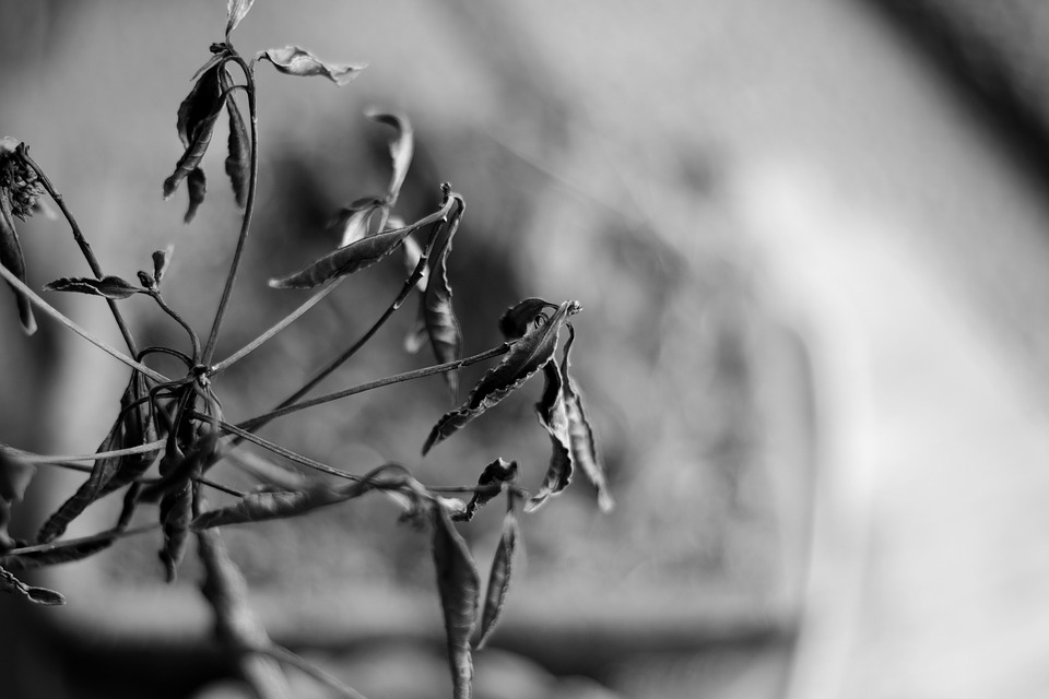 Image - black and white plant leaf leaves