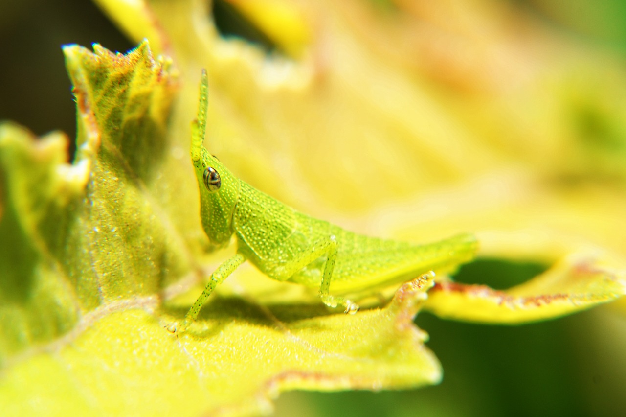 Image - insects macro photography macro