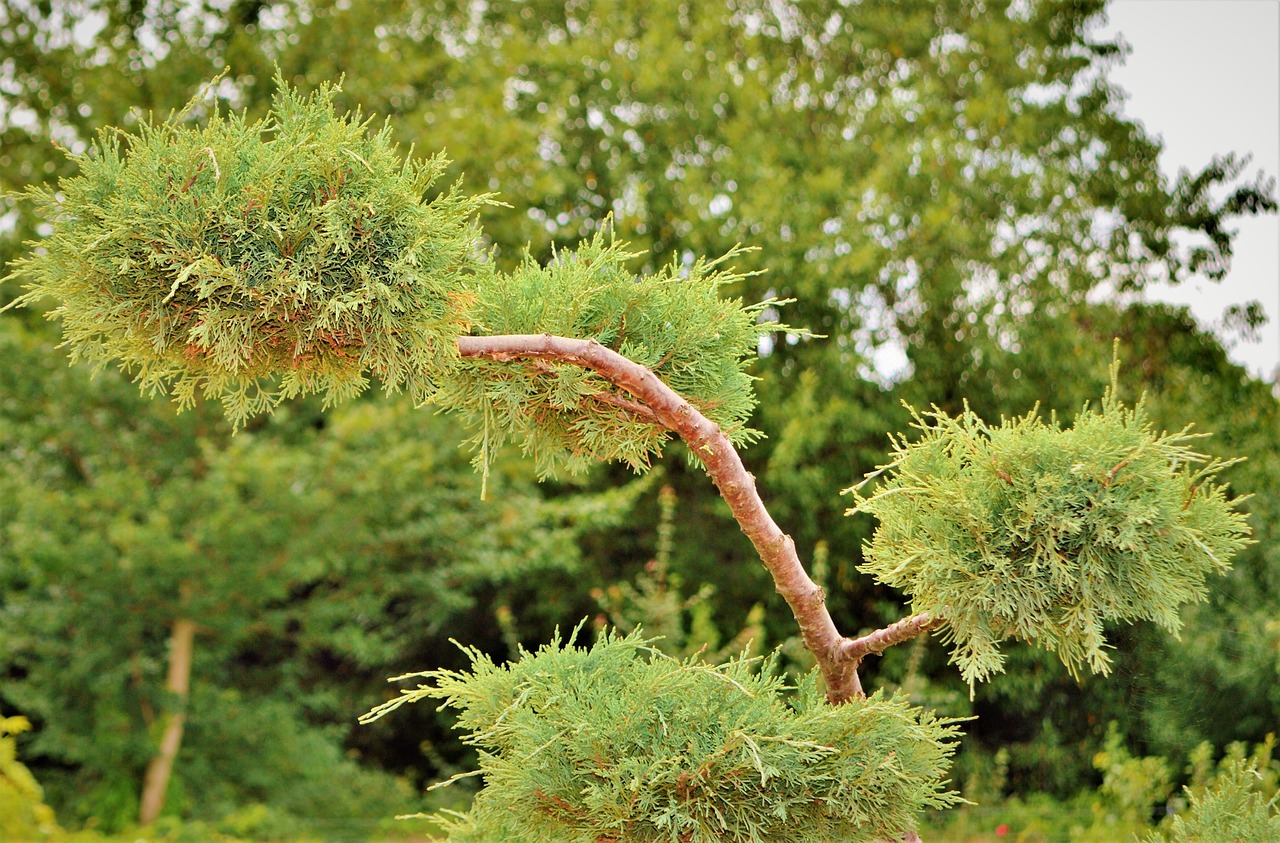 Image - shrub juniper bush juniper plant