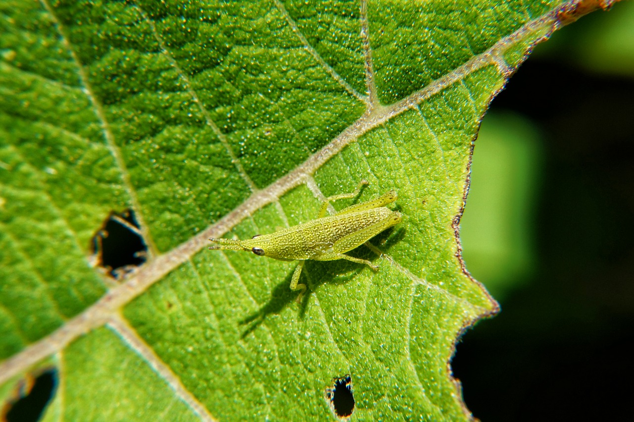 Image - macro microphotographing el salvador