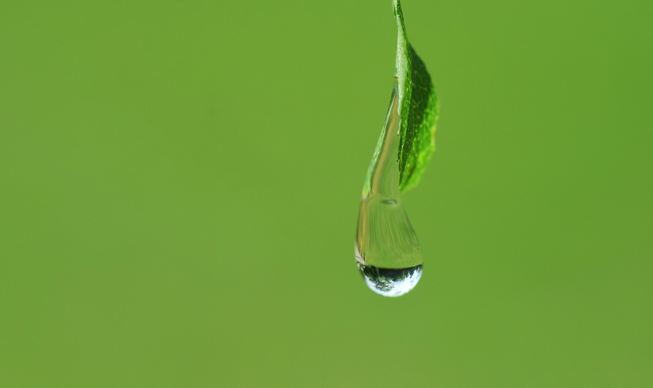 Image - drip close drop of water water