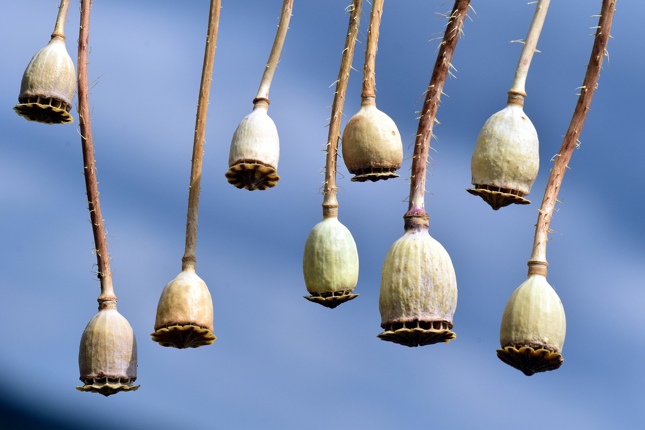 Image - poppy poppy capsules seed capsules