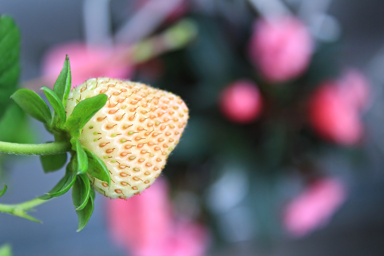 Image - strawberry flowers colors nature