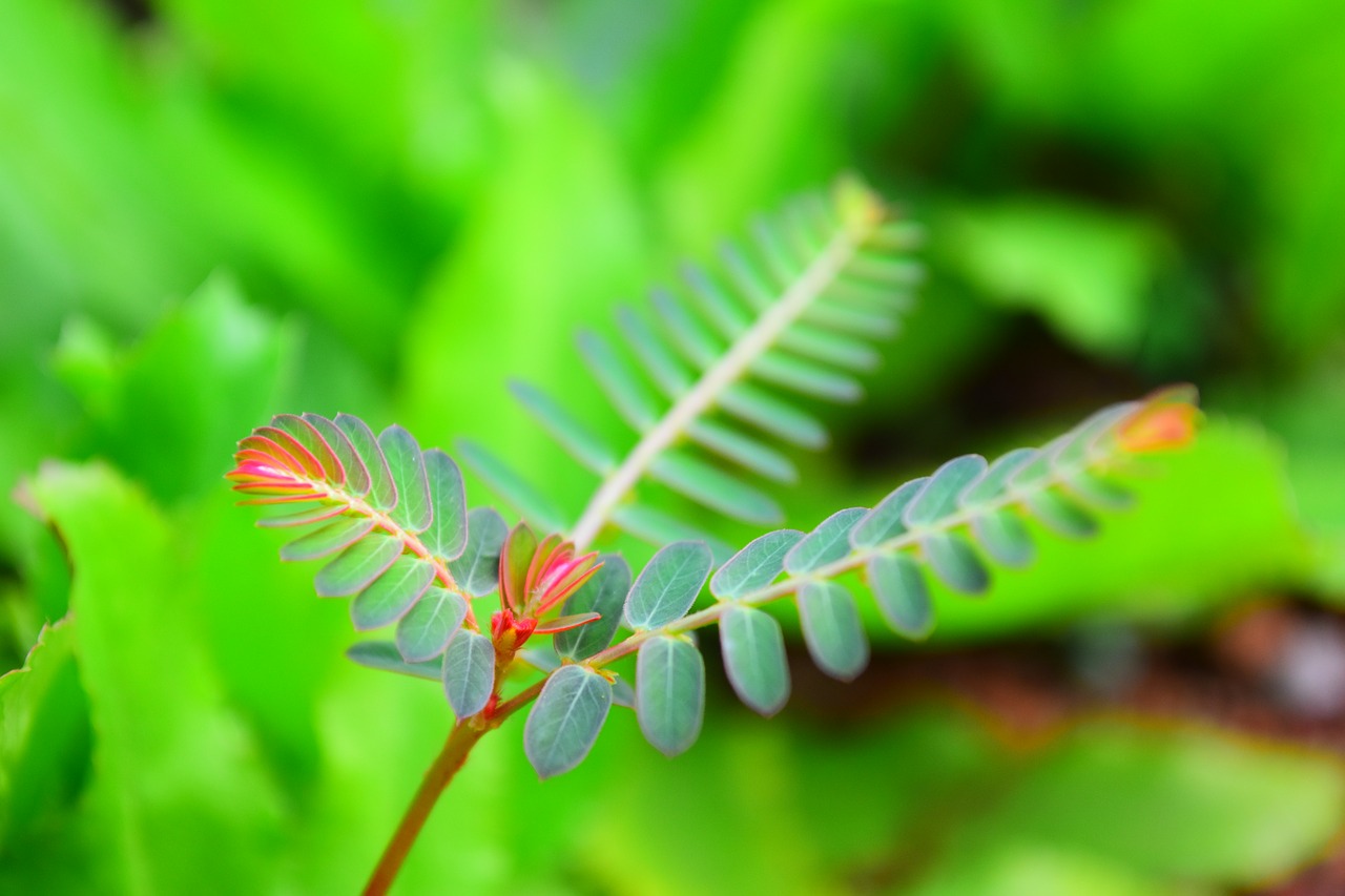 Image - fern leaf green flora leaf fern