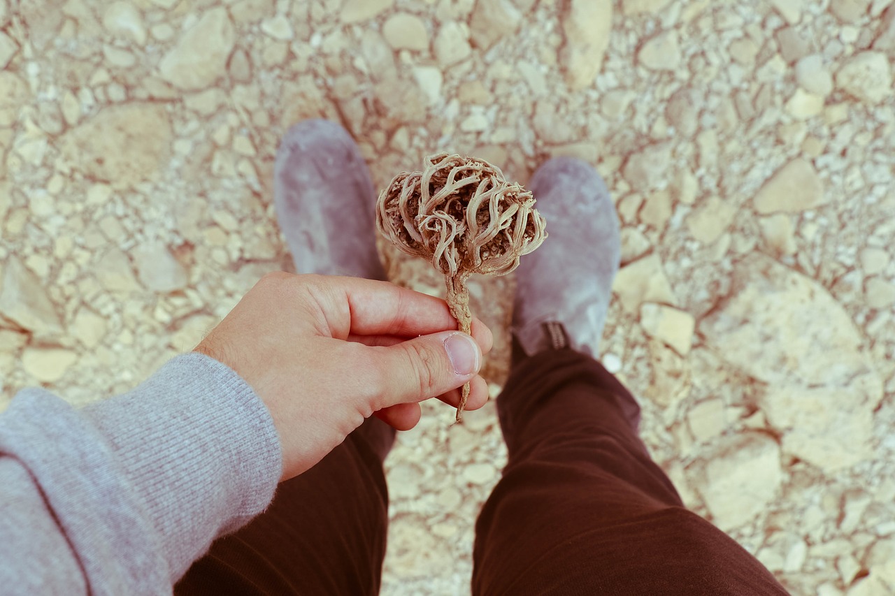 Image - travel plant desert nature tree