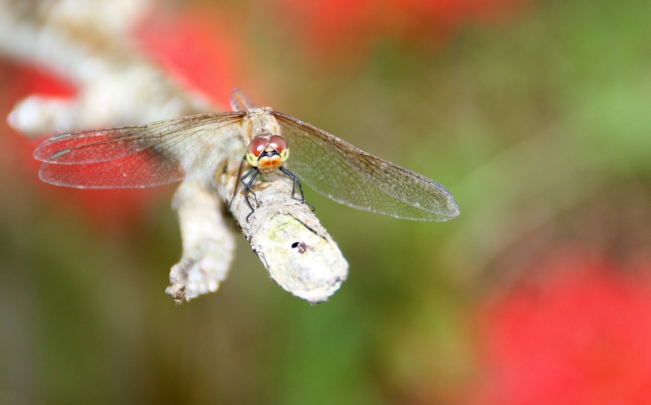 Image - dragonfly snow autumn
