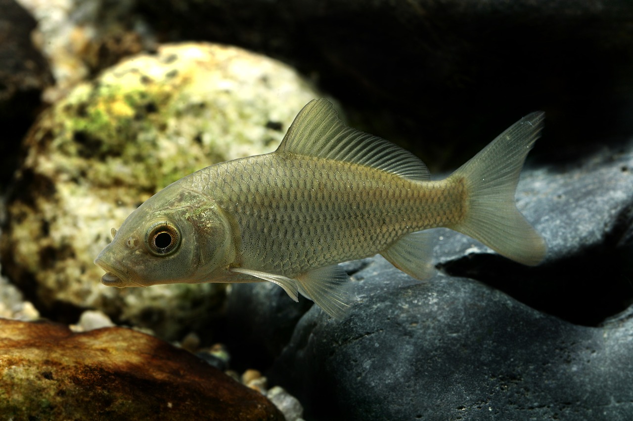 Image - carp freshwater fish fishes