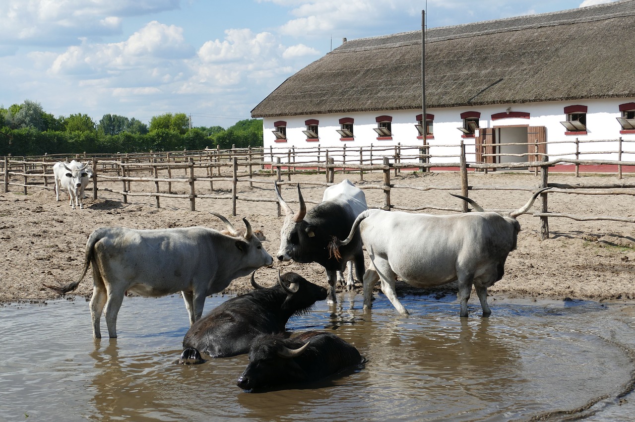 Image - puszta hungary tourism horses