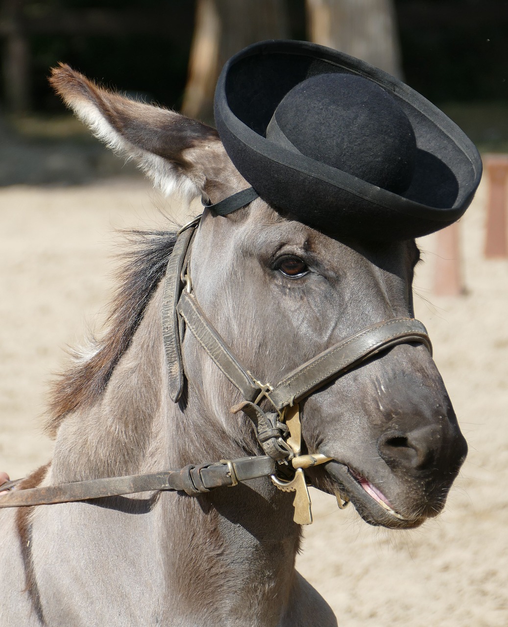 Image - puszta hungary tourism horses