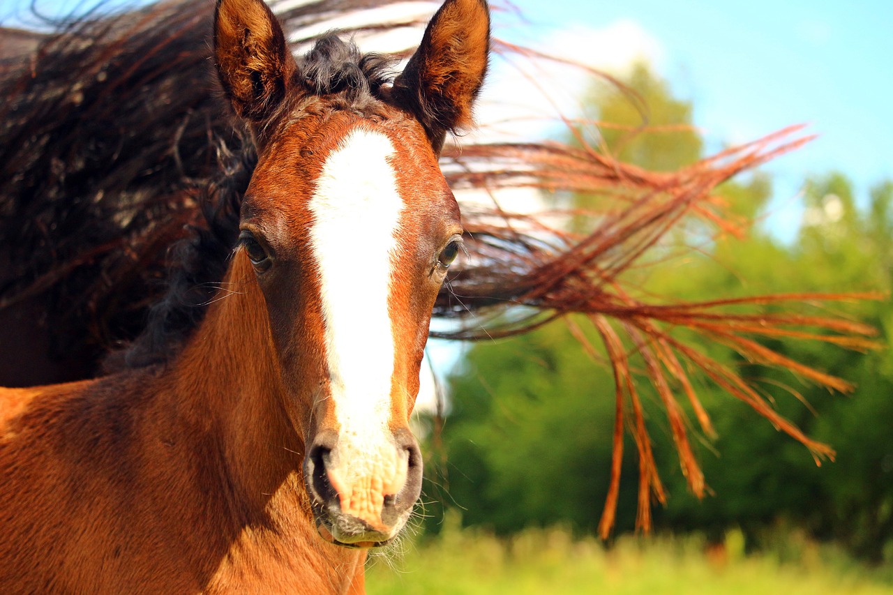 Image - foal horse mane brown suckling