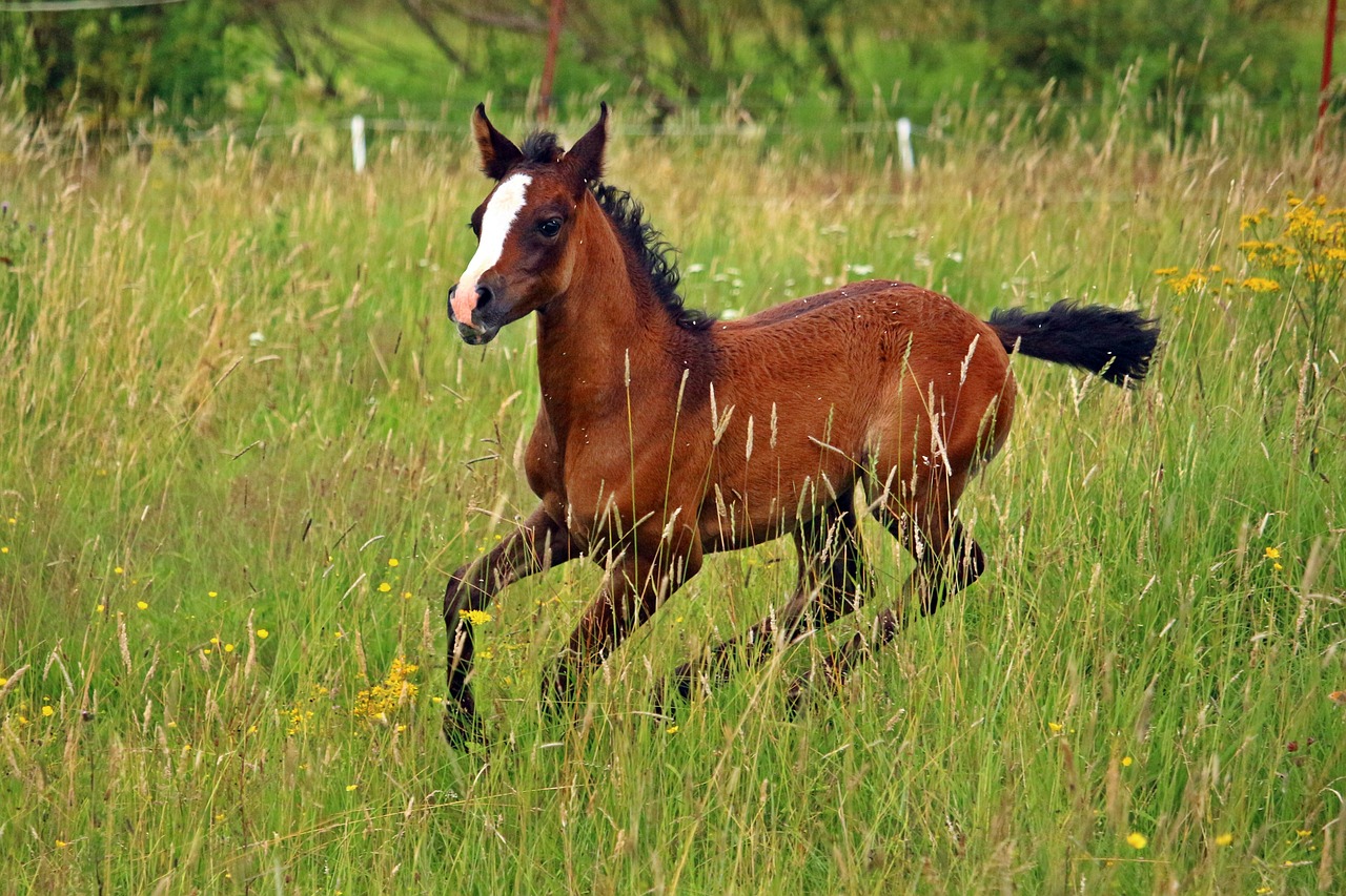 Image - horse thoroughbred arabian foal