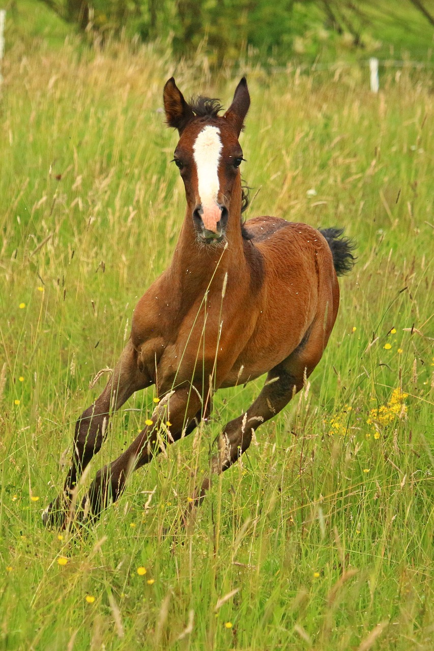 Image - foal horse thoroughbred arabian