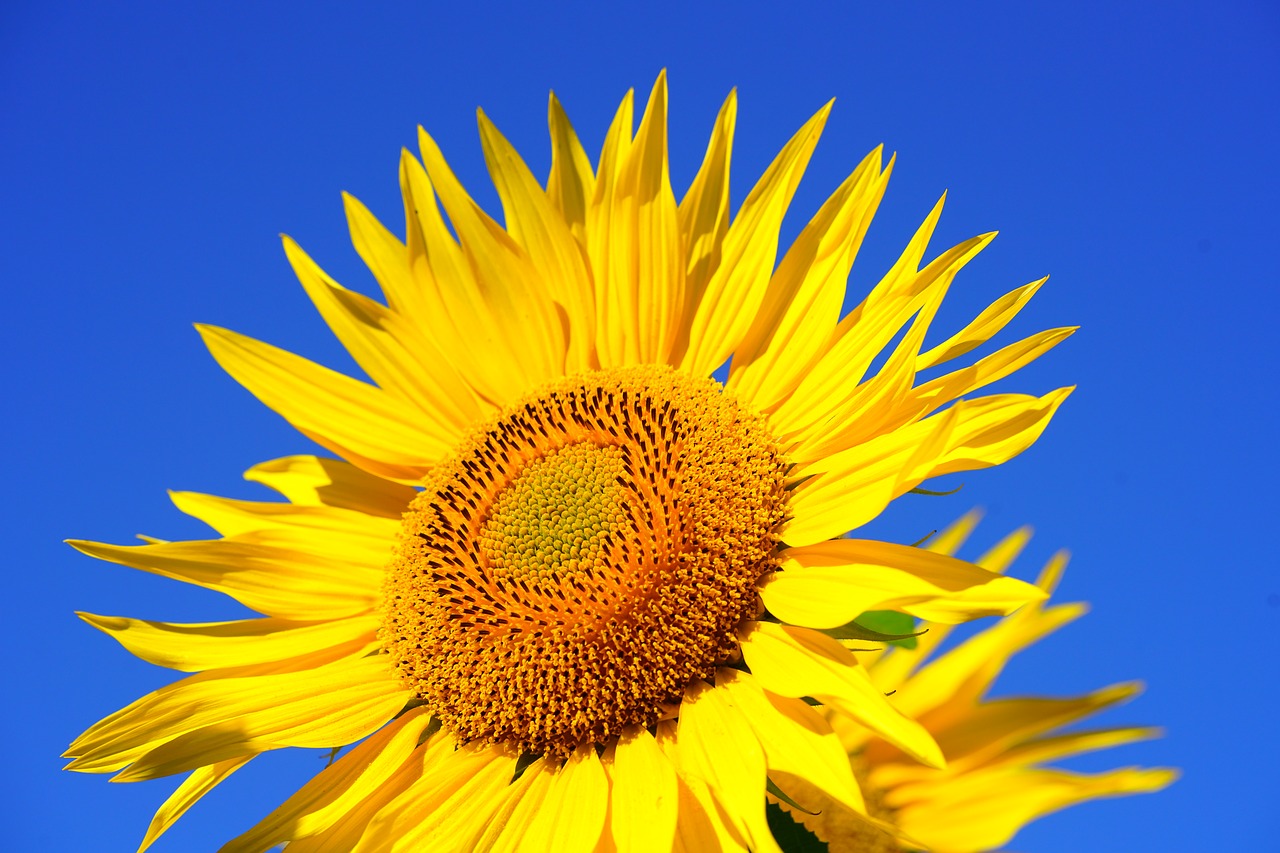 Image - sun flower blossom bloom pollen