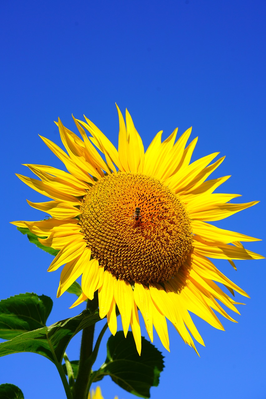 Image - sun flower blossom bloom bee