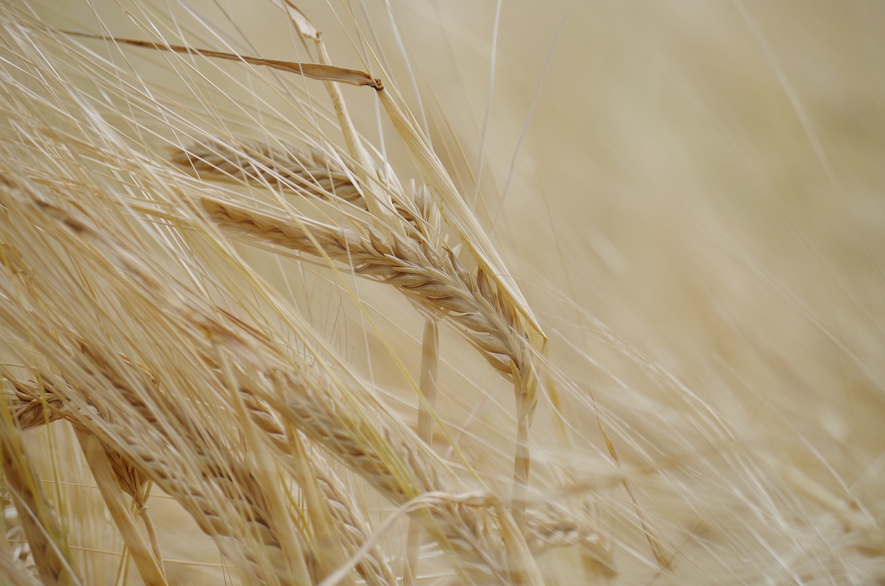 Image - the grain dozreté field yellow