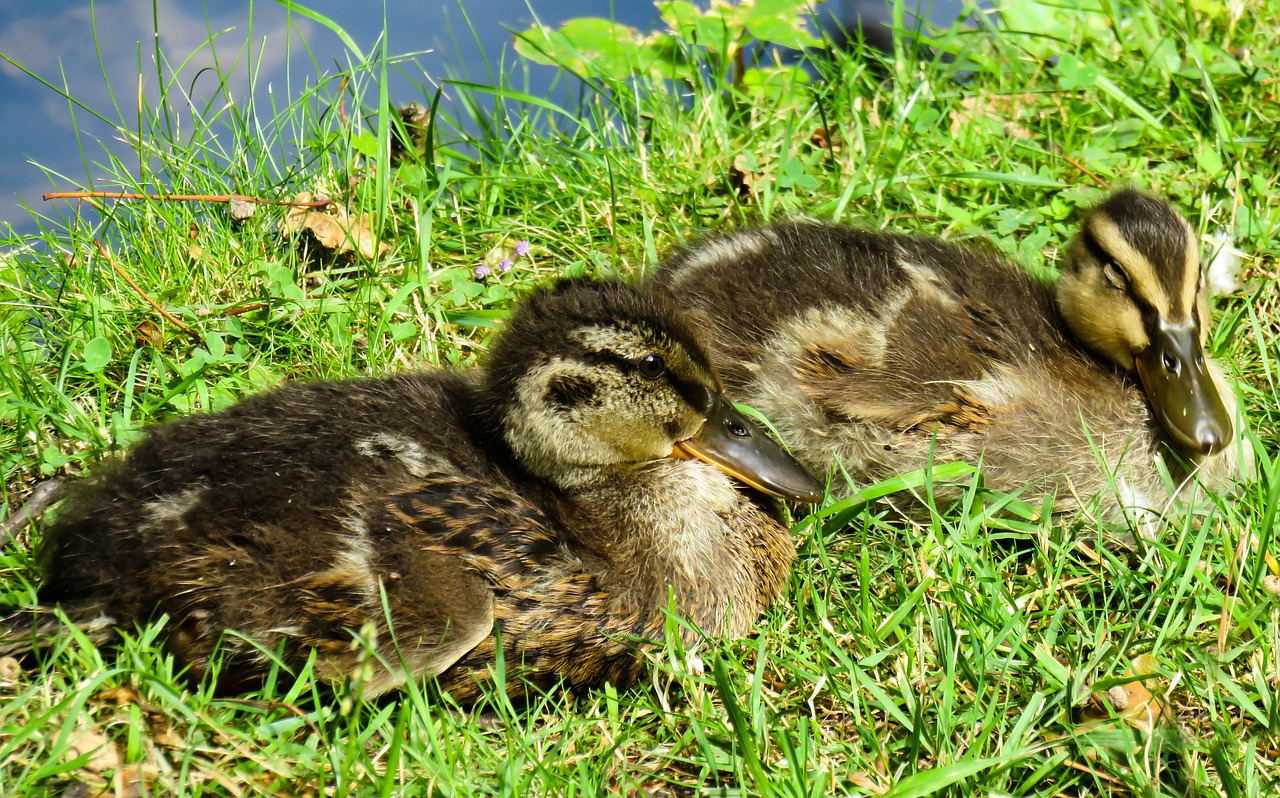 Image - animal nature duck family chicks