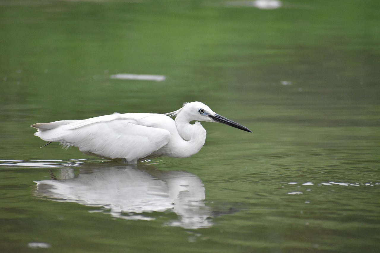 Image - siberian crane reflection white bird