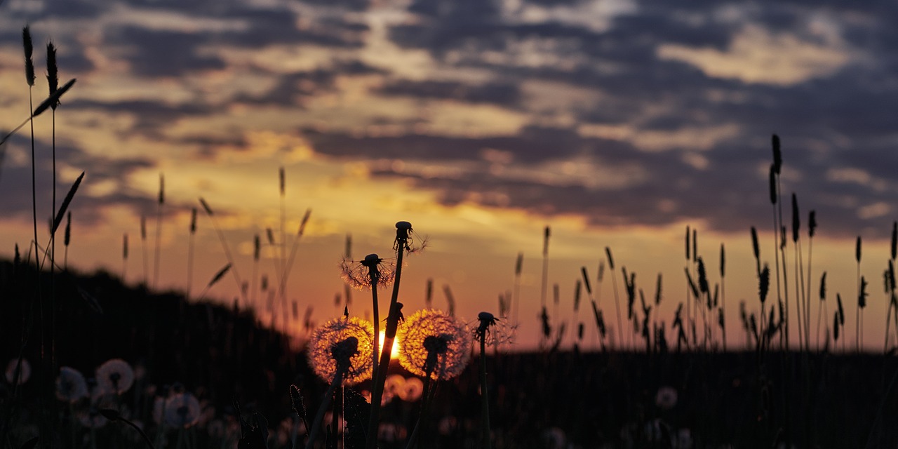 Image - dandelion dandelions