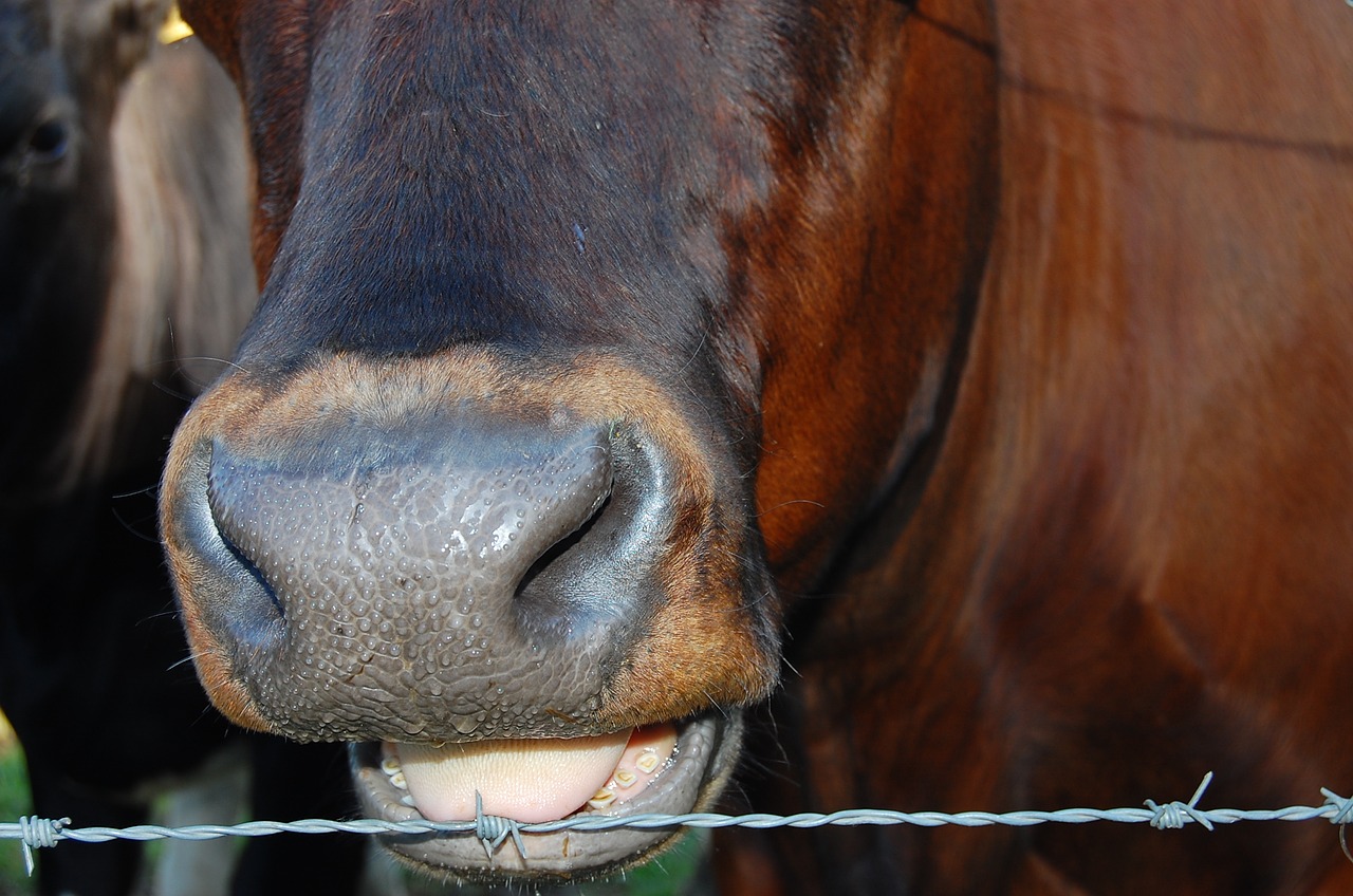 Image - cow barbed wire fence pasture