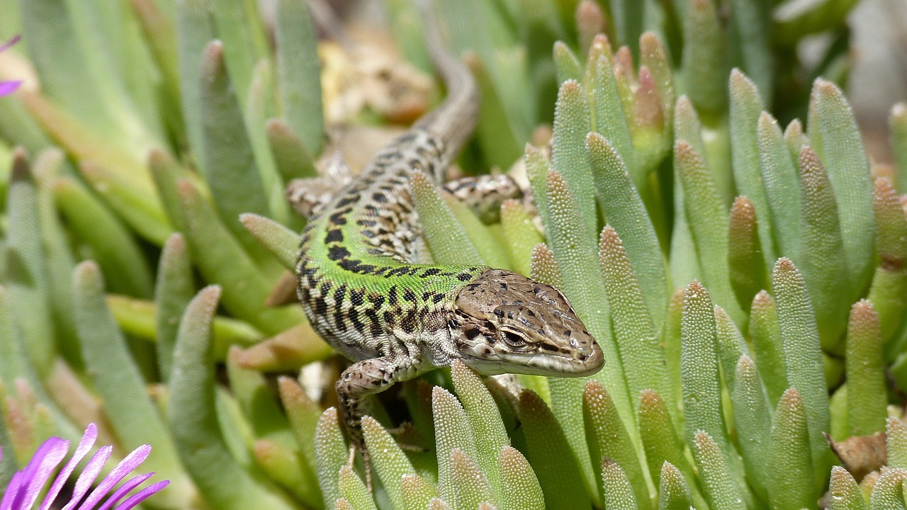 Image - nature lizard animal reptile