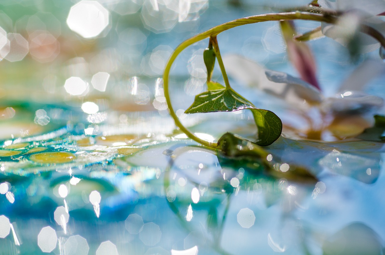 Image - abstract plant water mirroring