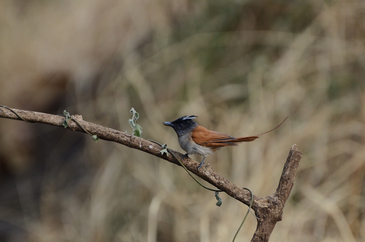 Image - asian paradise fly catcher bird