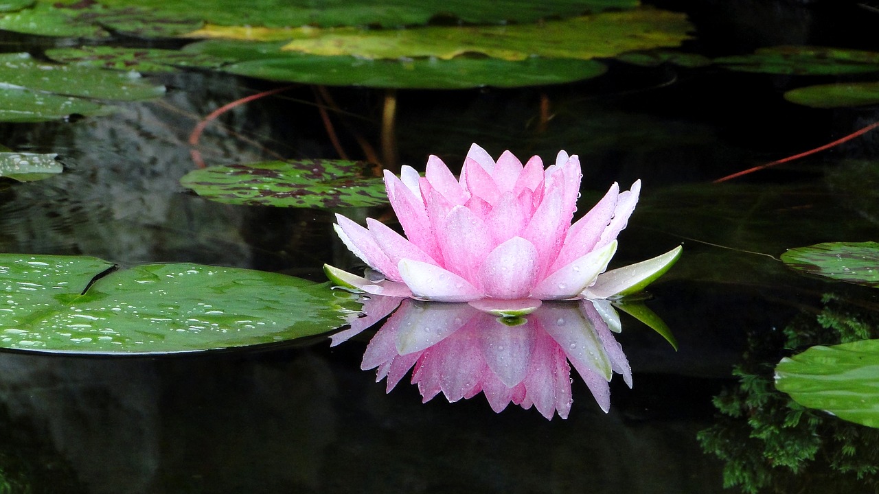 Image - flower lotus summer cool