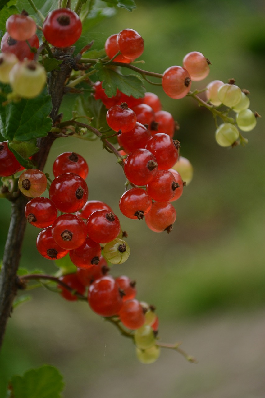 Image - currant red fruit nuts the currants