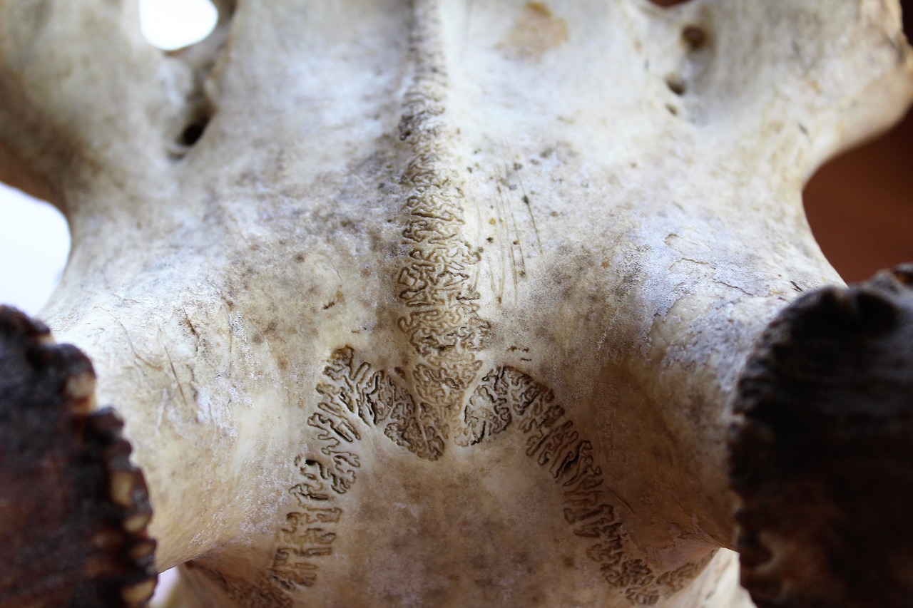 Image - skull antler horn stag deer