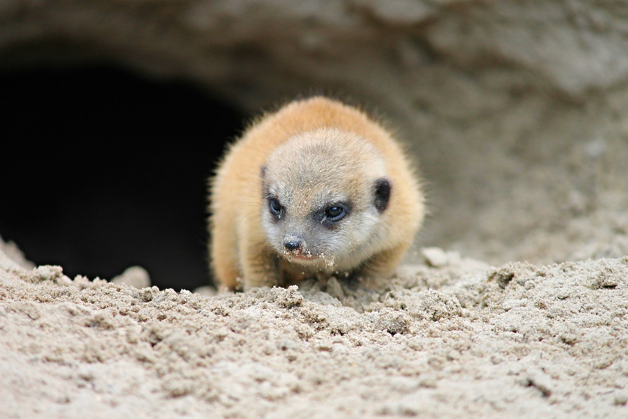 Image - meerkat young young animal suricate