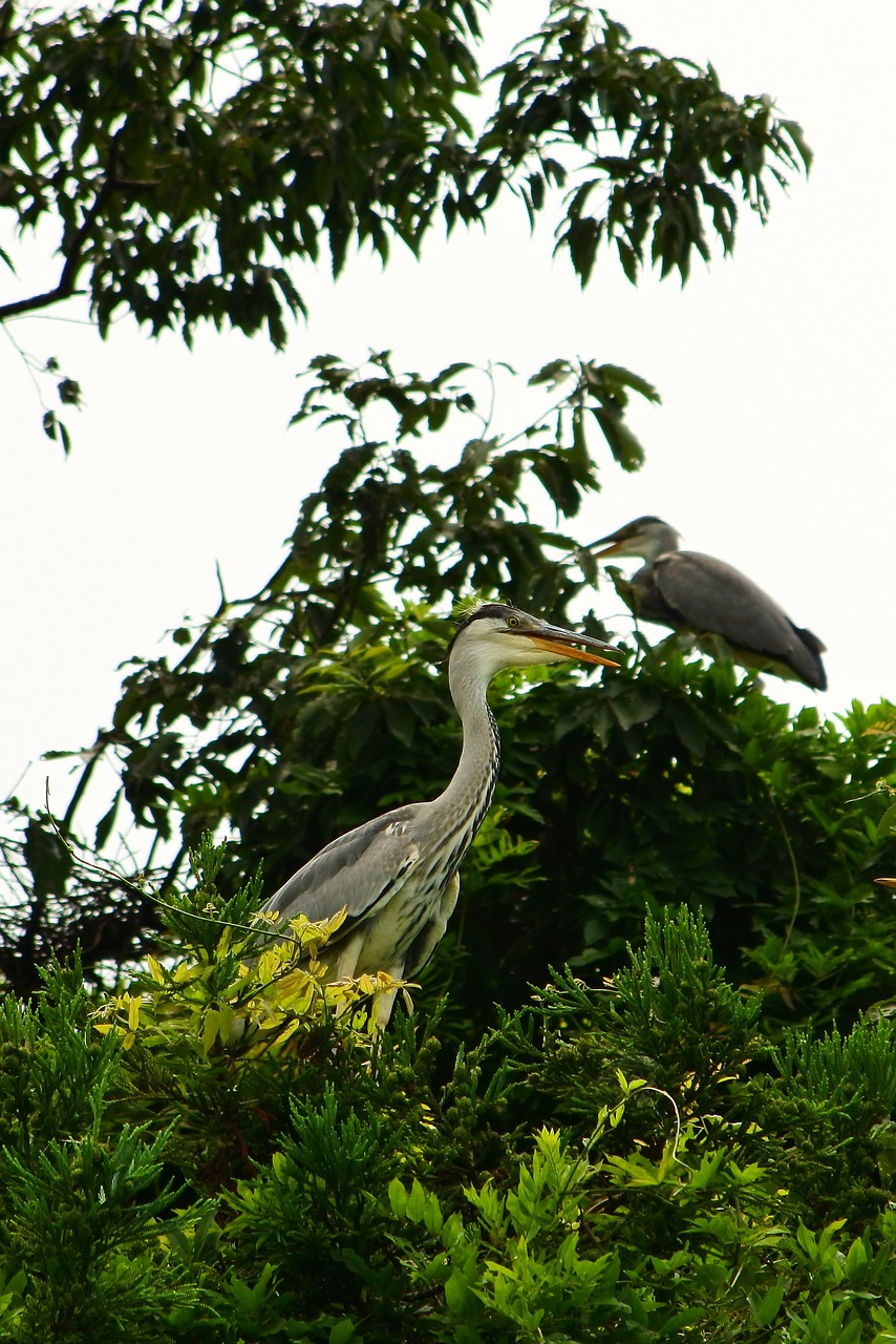 Image - animal wood wild birds heron