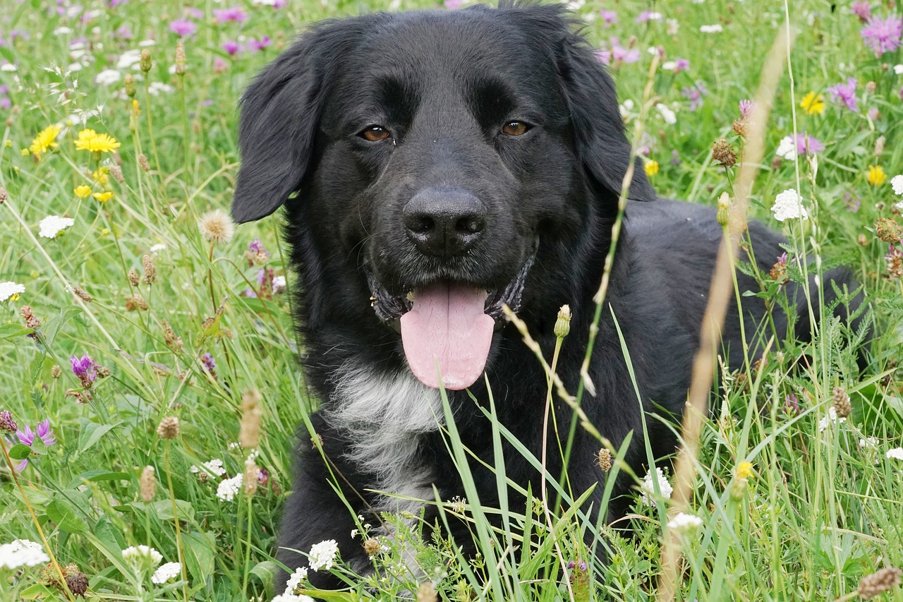 Image - dog hybrid pet animal meadow