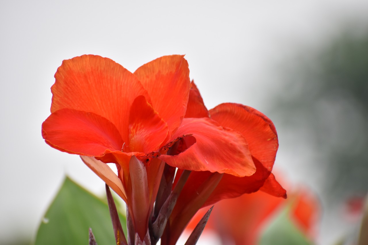 Image - flower saffron nature petals