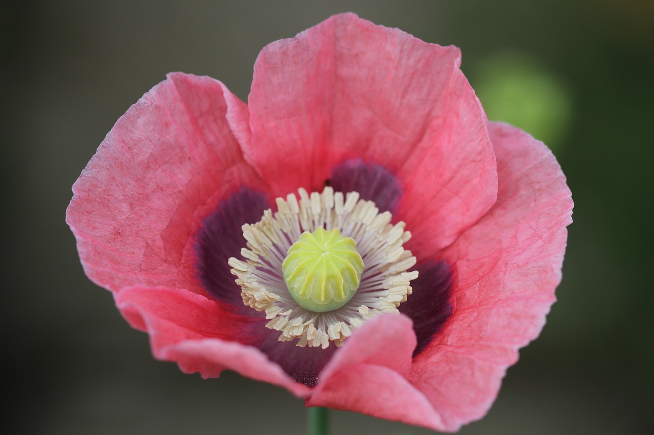 Image - poppy pink nature blossom bloom