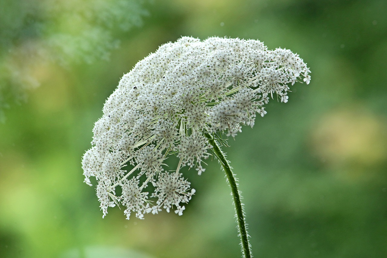 Image - wild carrot summer nature