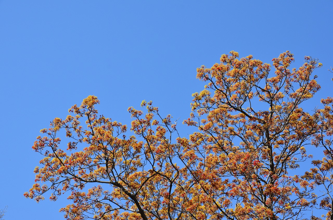 Image - sky tree blue red nature blossom