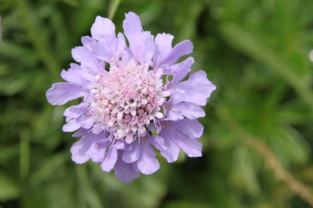 Image - flower alpine alpine flower blossom