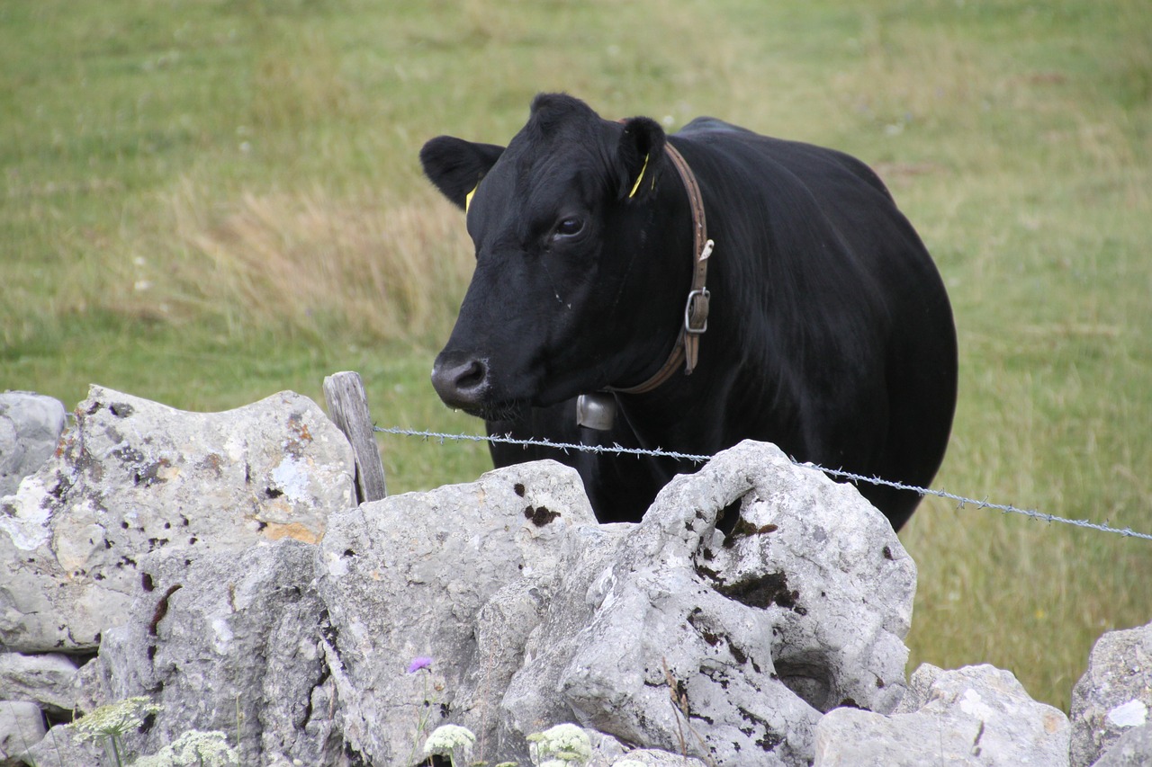 Image - alpine cow switzerland alp summer