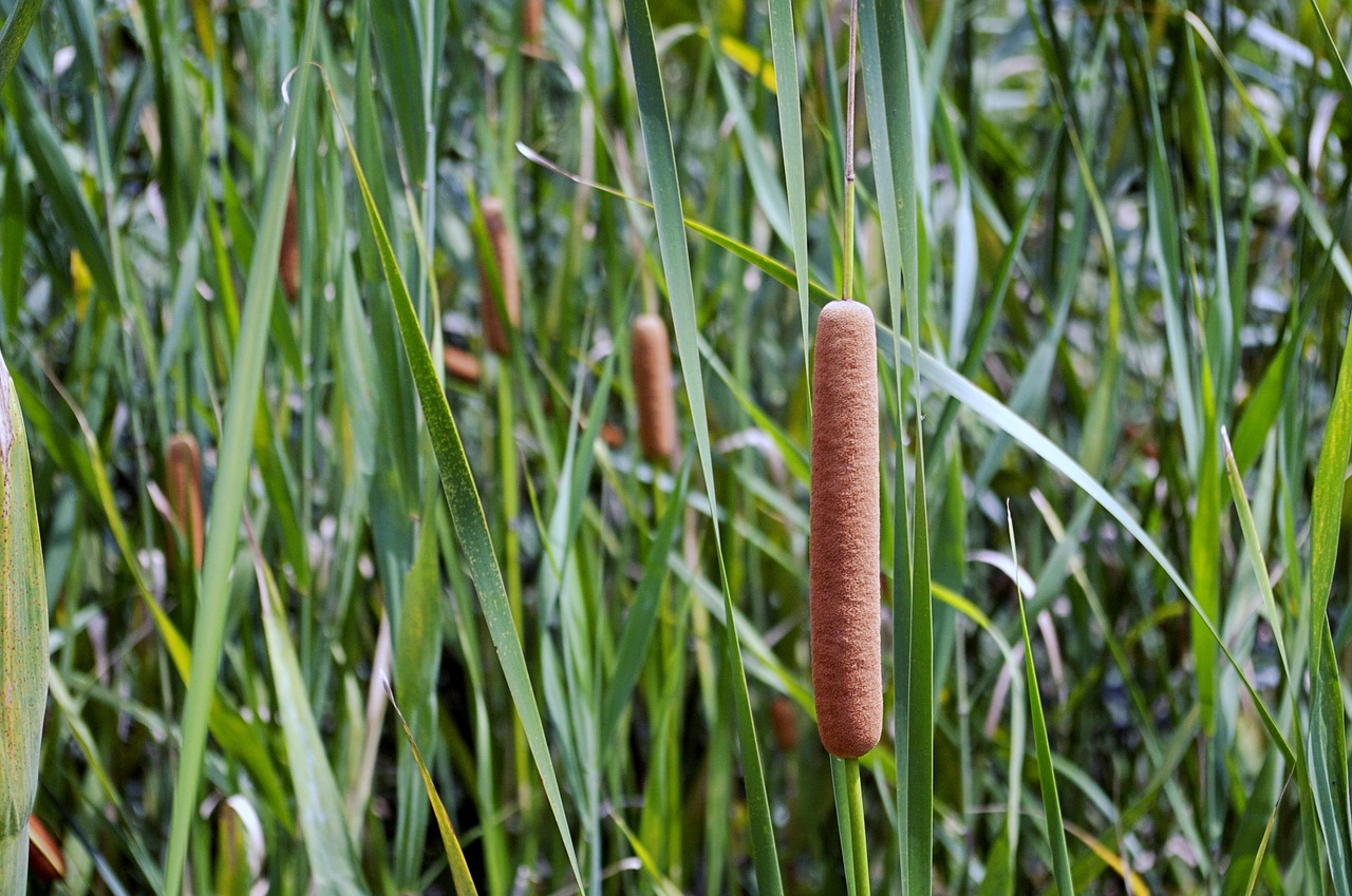 Image - men pool cattail plants abstract