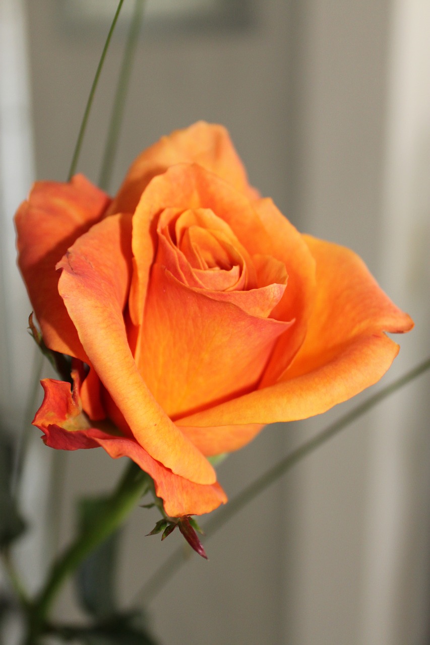 Image - rose orange floribunda blossom