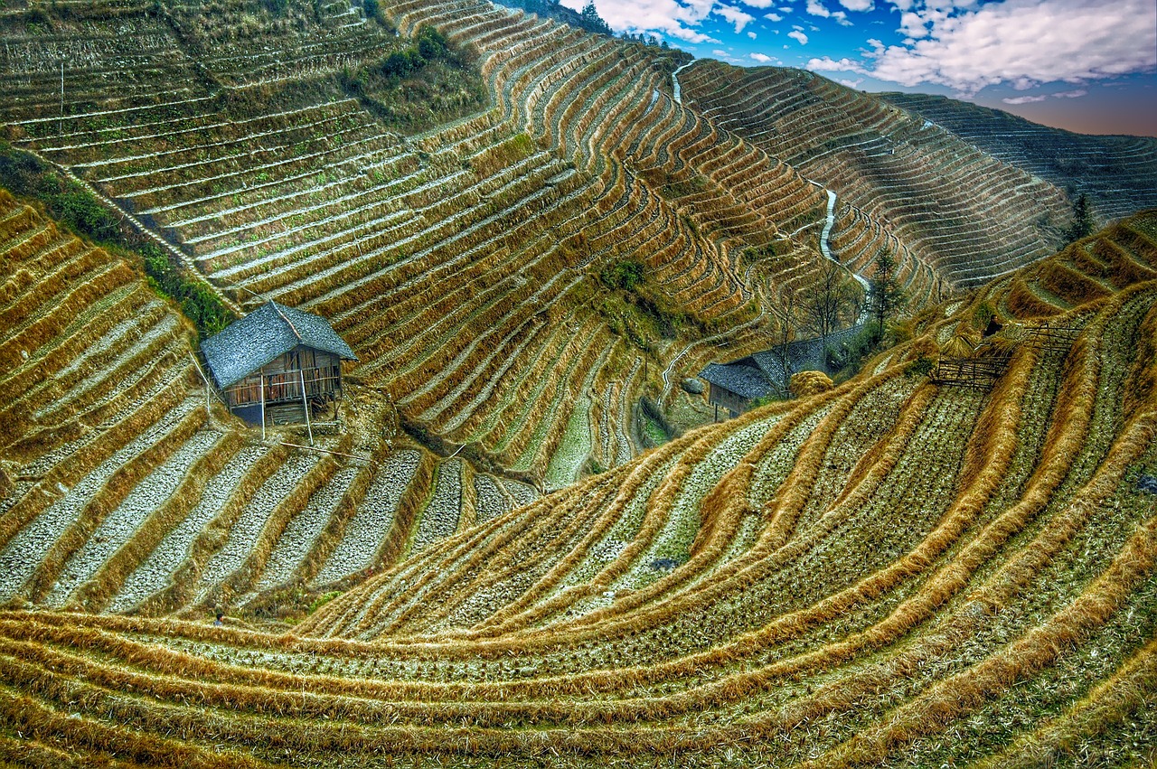 Image - rice field china asia rice rural