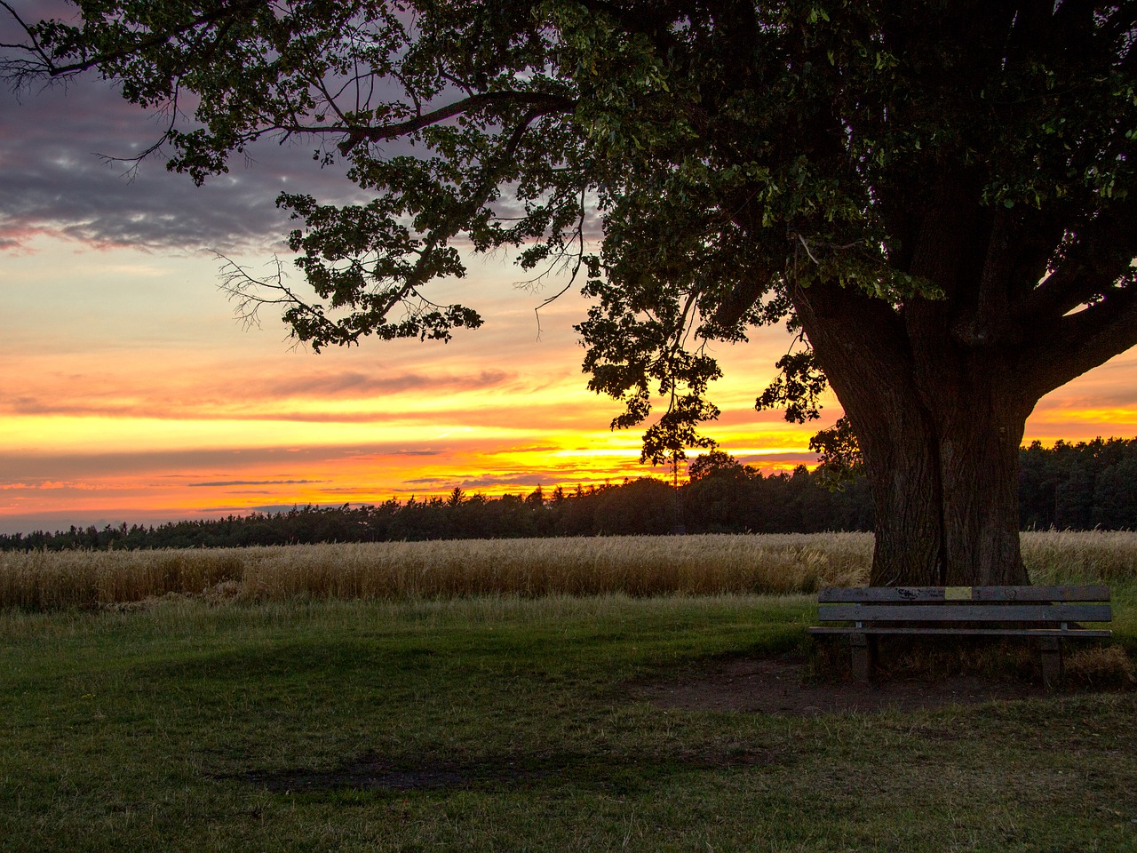 Image - beginning of summer sunset tree