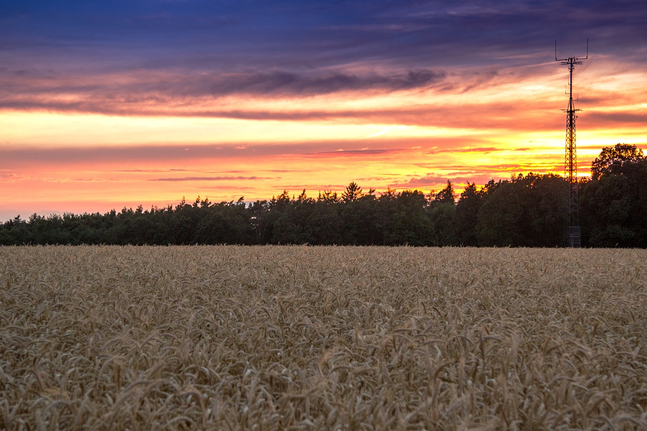 Image - beginning of summer cornfield sunset