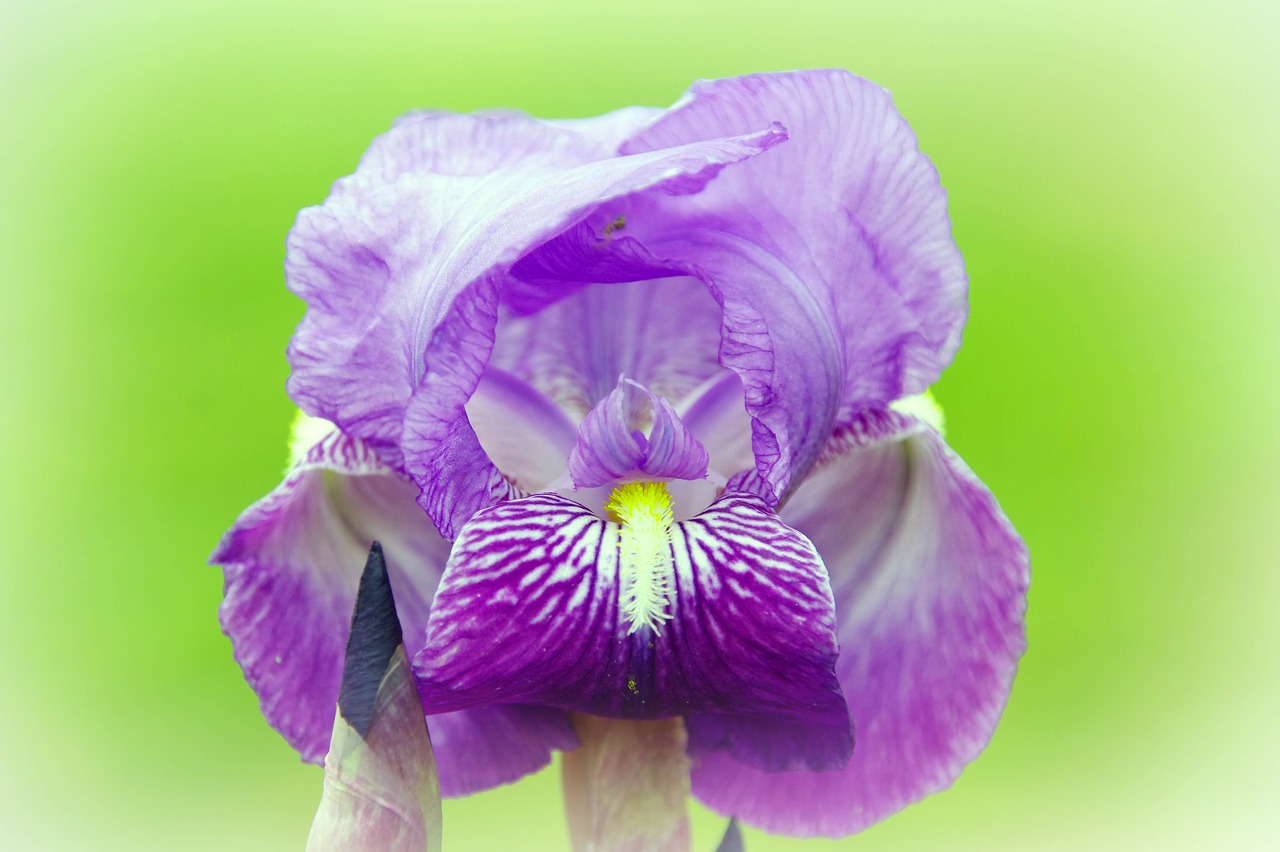 Image - iris dwarf violet flower nature