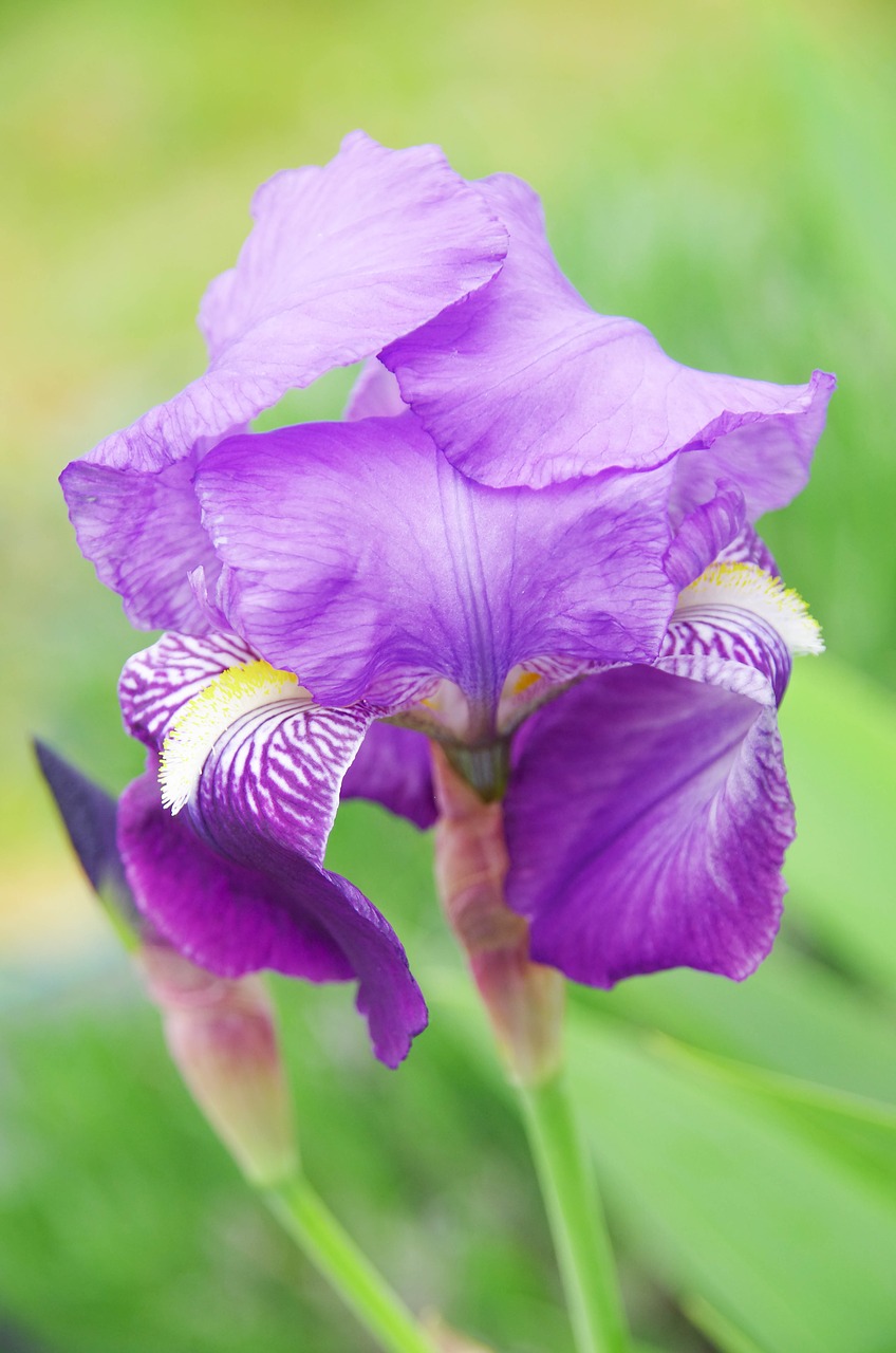 Image - iris dwarf violet nature