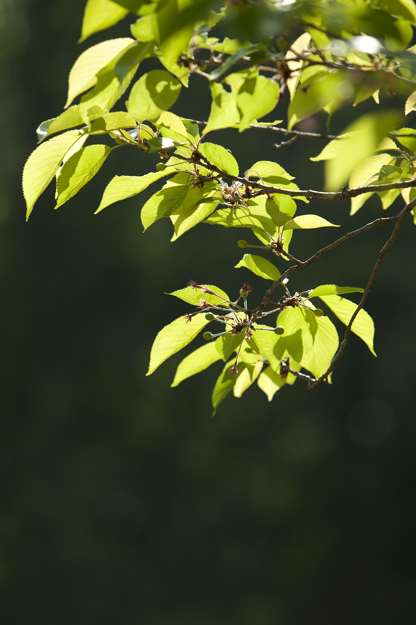 Image - nature wood backlight forest